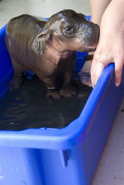 cuteanimalspics:Baby Hippo Bath Time