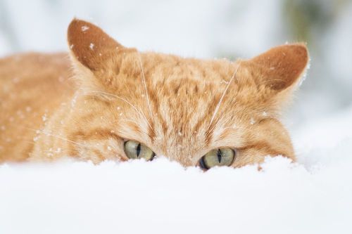 Nik Wittmann (German, based Boos, Germany) - Our Cat hiding in Snow, 2014, Photography