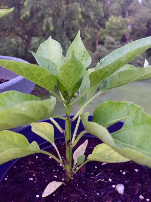 Pepper buds I forgot to post! They&rsquo;re actually almost ready for harvest by now.