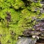comradefern