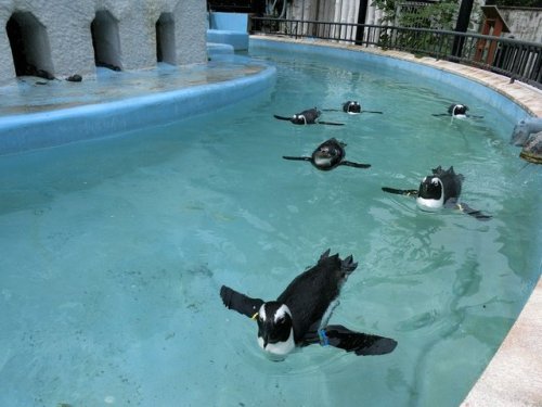 gkojax: 上野動物園［公式］さんのツイート: ケープペンギンの編隊飛行！  #おはようございます　#上野動物園 https://t.co/INQiqJ9Lj6 