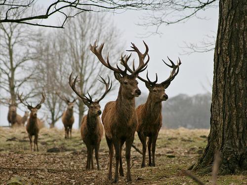 witchedways:  numb-skinn:  (&lt;)  bewitched forest 