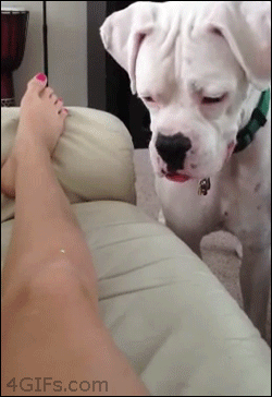 https://69.media.tumblr.com/2fddab26b1e8f0f426f21e99fde38a6f/tumblr_mmepm5cWeq1qdlh1io1_250.gif