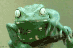 witchyroses:  twilightpatriot:  stickyfrogs   What is it doing omg cute