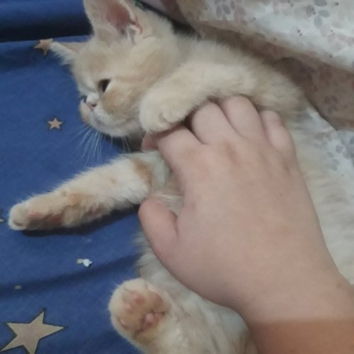 so-easily-forgotten:littlestpersimmon:hey guys, can you please help me take my two month old cat to 