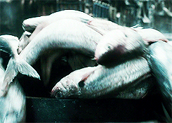 faramihr:  Some angry, fish-covered dwarves (and hobbit, of course). 