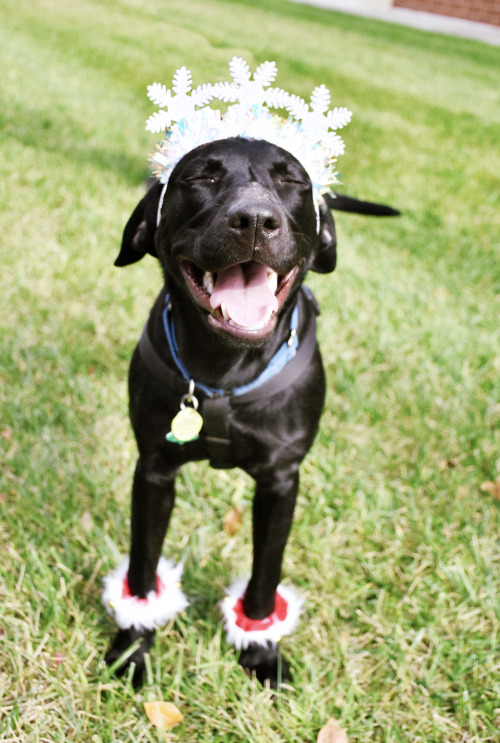 This happy young lady named Juno is available for adoption from Henrico Humane Society!