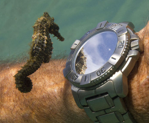 stunningpicture:A seahorse admiring his own reflection from a divers watch.