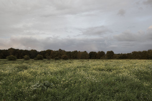 thieuriemen: Regte Heide, August 2014 &gt; www.thieuriemen.nl/