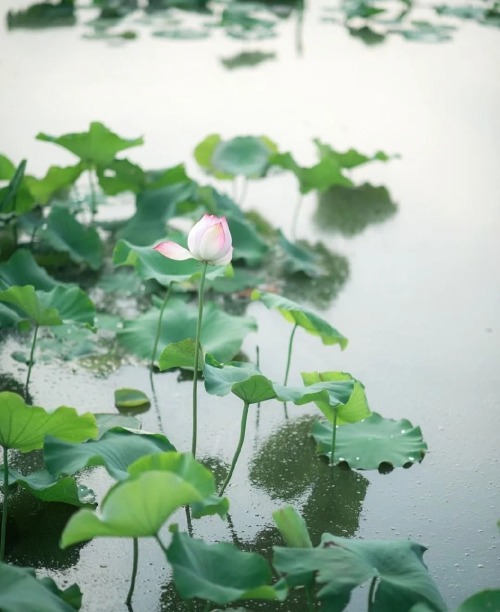 fuckyeahchinesegarden: lotus lake by 摄影师-千雪