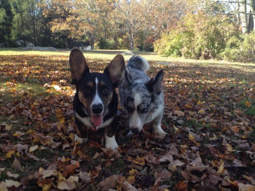 adorabledori:  Some of the outtakes from my futile attempts to get a great picture of both Dori and Ralph together. One of these days! 