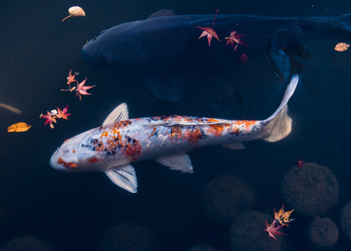 SusanNe (Miichan) aka Susanne Bund (Tokyo &amp; Madrid) - Koi &amp; Momiji Leaves, 2012, Photography