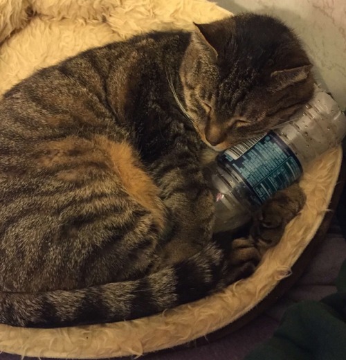 not-very-eloquent: Why do I have so many pictures of my cat sleeping with empty water bottles. None 