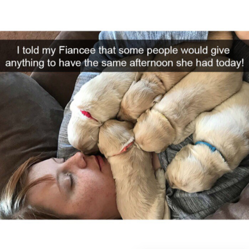 babyanimalgifs:  doggo snaps