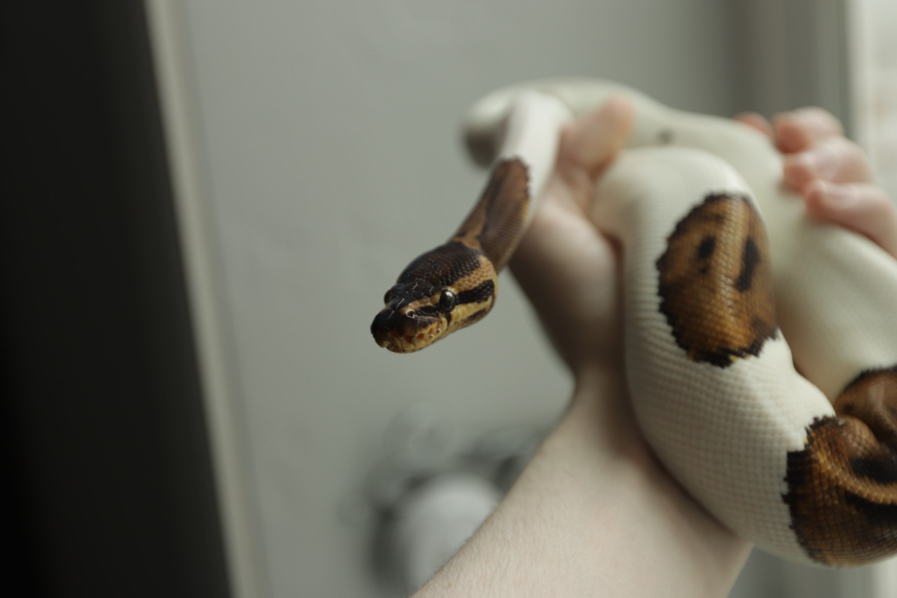 cornsnoot:venus says happy feb 14th &lt;3