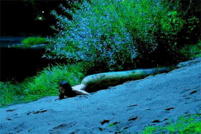 16e6eed3f072f290eecec77ea2c0552de3260db9.gifv