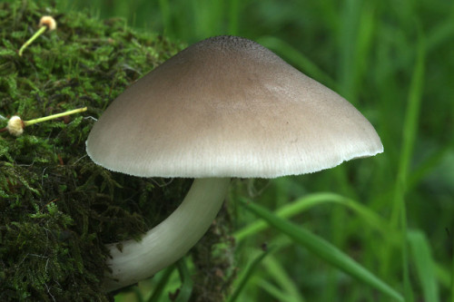 Pluteus salicinus - rather like a deer mushroom - P. cervinus - but smaller, paler, greyer and with 