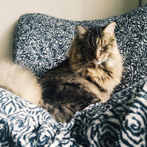 the-stone-pinecone: His majesty himself. Reblog to receive an audience with the king.