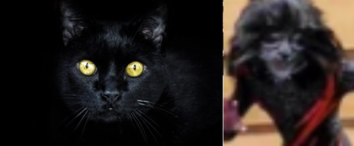 Jelicle Cats As Real Cats! Exstraes