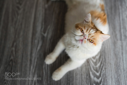 Adore me by blanscape | Cute Brown Exotic shorthair cat sit on wooden floor with copy space for text