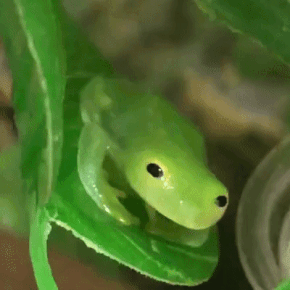 sensoryserenity: Just A Little Guy | @gegul_hee on Instagram x | x