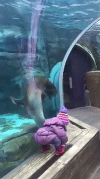 sizvideos:Sea Lion Chasing A Child’s GloveVideo - Via Siz iOS app