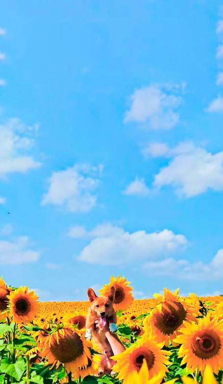 dayanafrias01:  Girasoles 🌻+ Perros 🐶