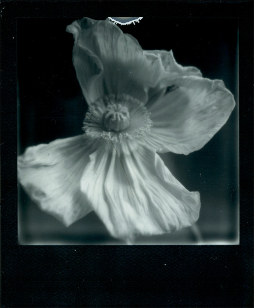 polaroidsandthoughts:Poppy