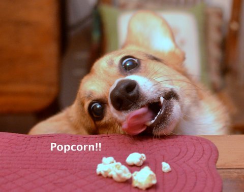 corgisbeggingforstuff:  Io loves popcorn.