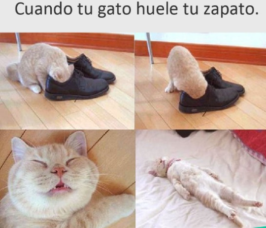 ¡FUTUBANDERA ES LA LUUUUUZ!