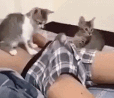 southerncrotch:  More proof that a) cats
