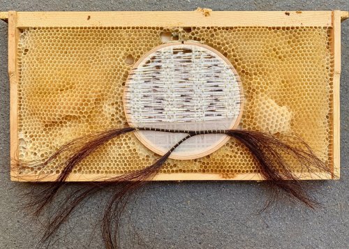 Canadian artist Ava Roth collaborates with bees, using porcupine quills, horsehair, birch bark, and 