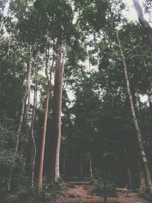 abuhanifah:  Jungle by me. Gunung Nuang, Ulu Langat.