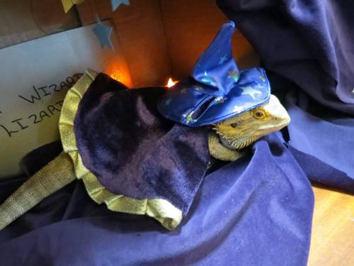 iguanamouth: an-eighth-of-faith submitted: My aunt’s wizard lizard. You know what to do. (P.s.