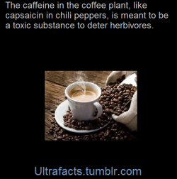 dr-archeville: crinosg:  demiurge1138:  systlin:  ultrafacts:    The caffeine in coffee “beans” is a natural plant defense against herbivory, i.e., a toxic substance that protects the seeds of the plant. Fruits and leaves are both sources of caffeine