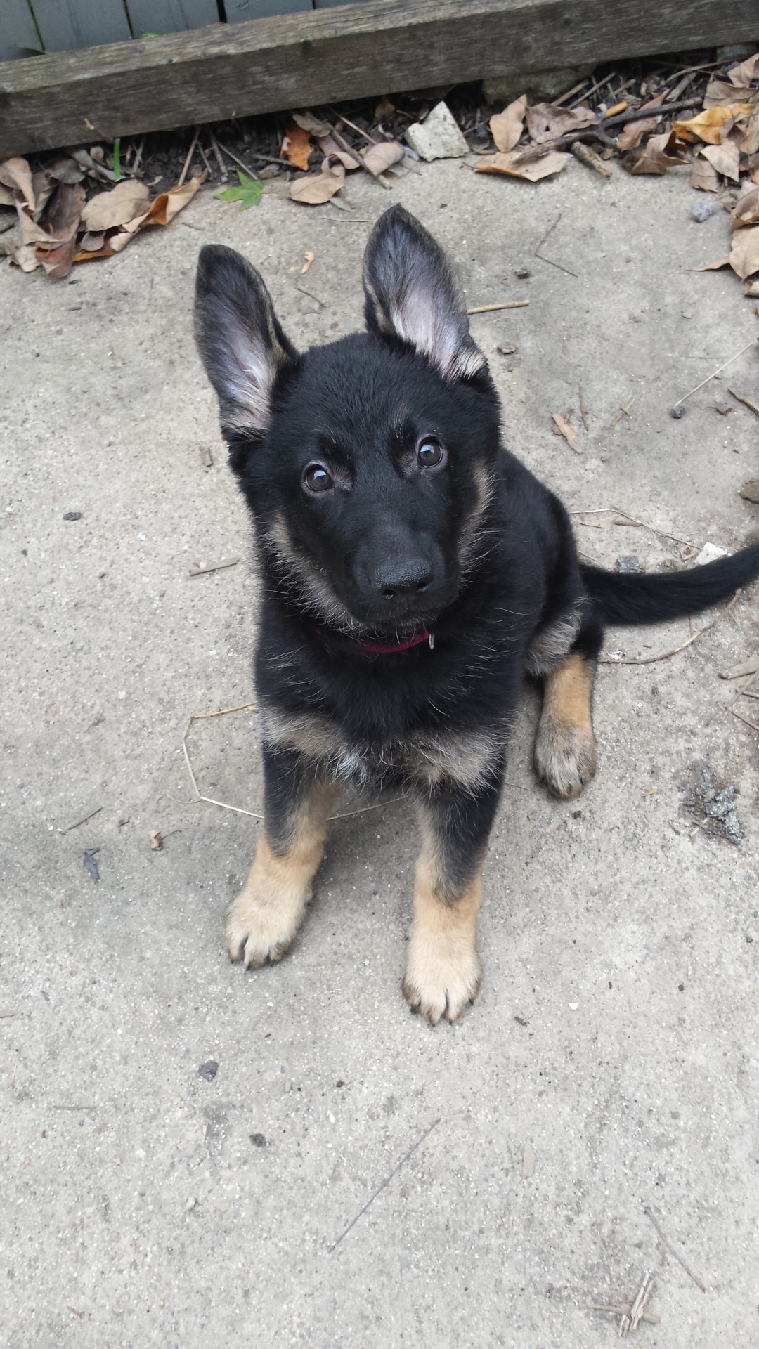 handsomedogs:  Gypsy. 12 week old German Shepherd.