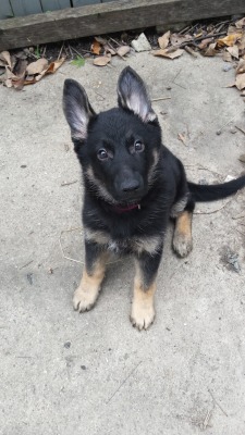 handsomedogs:  Gypsy. 12 week old German