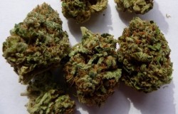 weedporndaily:  K-Train From Calibloom Delivery