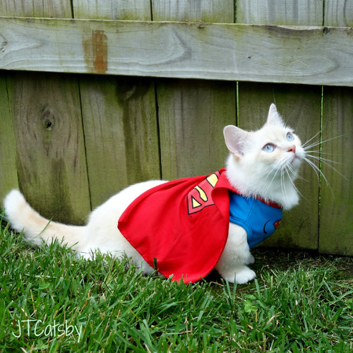 jtcatsby: It’s a bird! It’s a plane! It’s Super Catsby!!! Happy National Super Hero Day to all the h