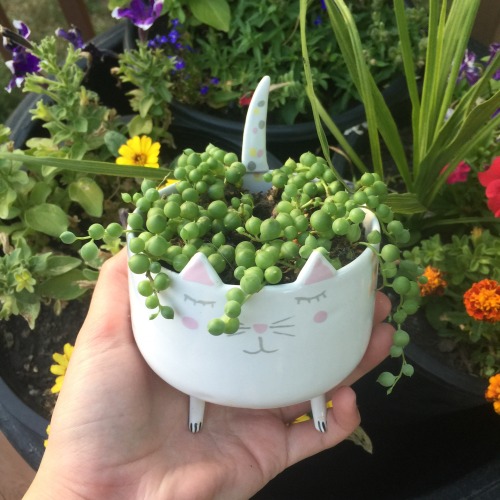 lilcrystalkitty: My little kitty planter is so sweet and cute