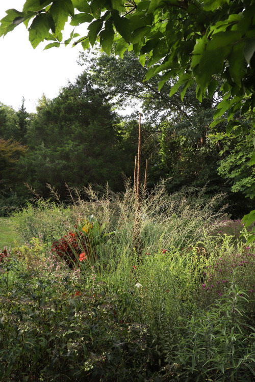 August early morning scenes.  Molinia Transparent showing off it’s curtain effect with ti