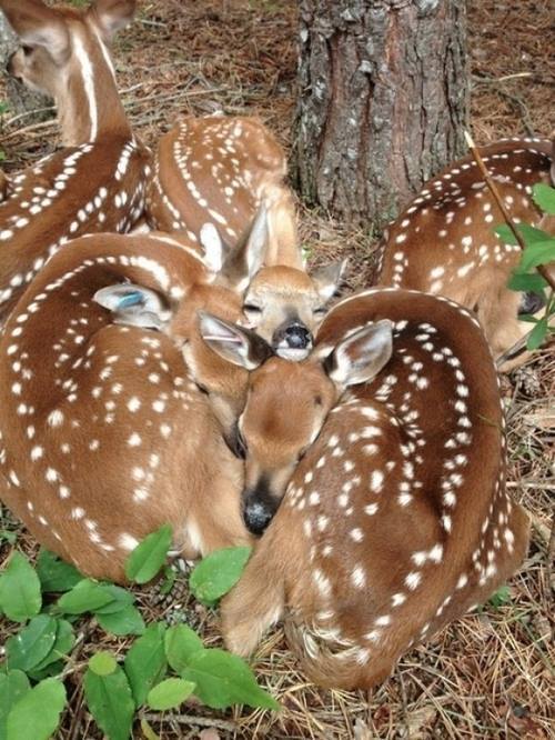llbwwb:  Sweet dreams:) Like the little Deer I almost hit last nite! by Wisc