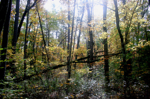 twilightsolo-photography: Fallen Tree in AutumnWhite Lake, NH©twilightsolo-photography
