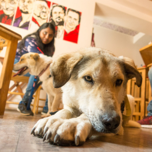 Roland, 2-year-old mixed breed, Black Dog Bar, Lado Asatiani Street • როლანდ, 2 წლის, მეტისი, Black 