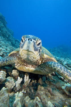 nature-planet:  Hawaii, Green Sea Turtle by