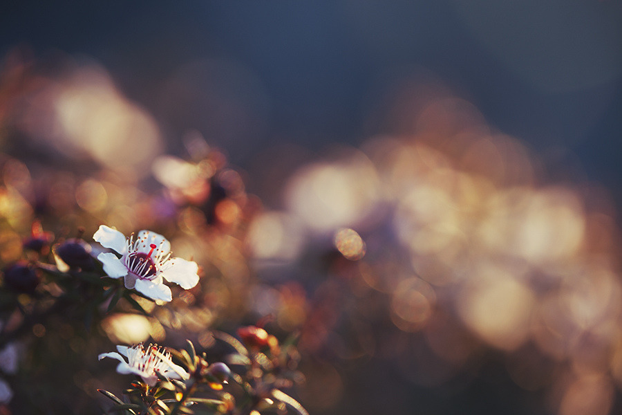 atraversso:  Beautiful flowers by Mary Parker 