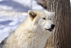 lonestray:  Arctic wolf by  Roger Daigle