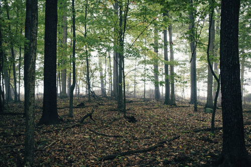 davelawrencephoto: Open Forest In Fog - Albion, Michigan