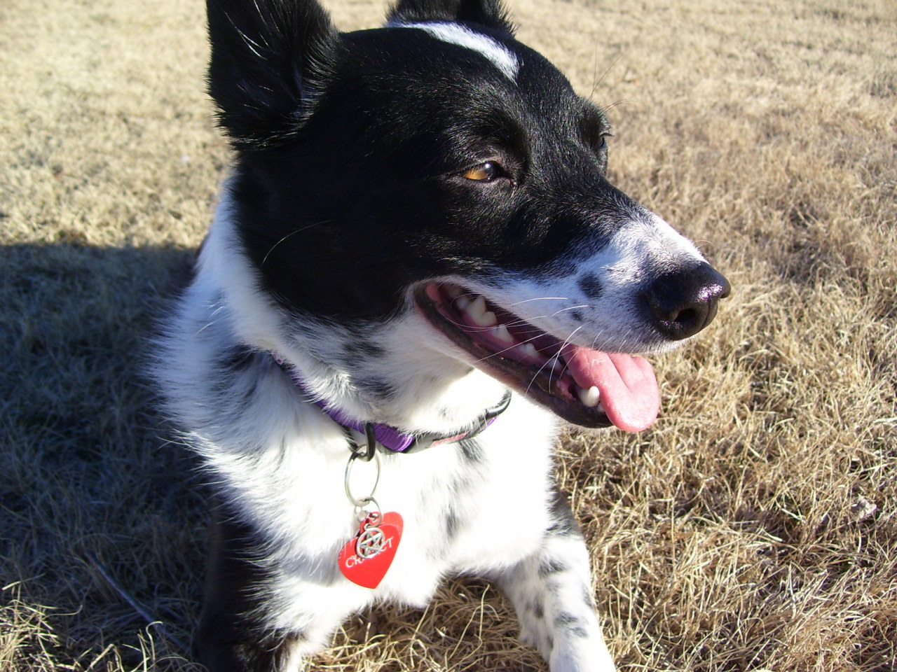 grayspiritwolf:  Protection Spell for Dogs Diana, Goddess of the Wild,Keeper of dogs