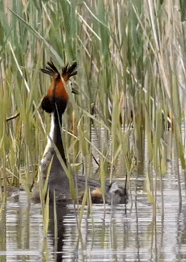Full video: Great Crested Grebe Courtship Dance by My Birding Year